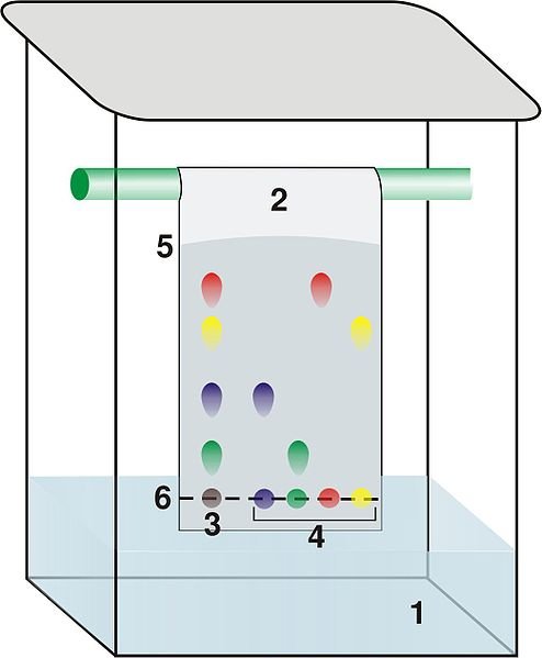 Estructura de  una cámara en cromatografía de papel
