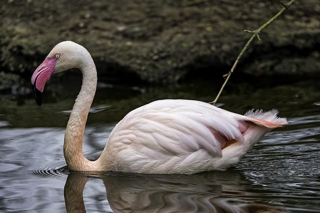 El tono rojo de este flamingo se debe a la astaxantina