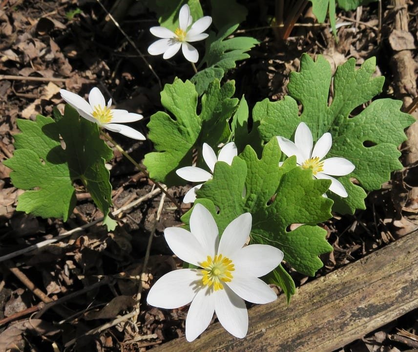 Sanguinaria canadensis