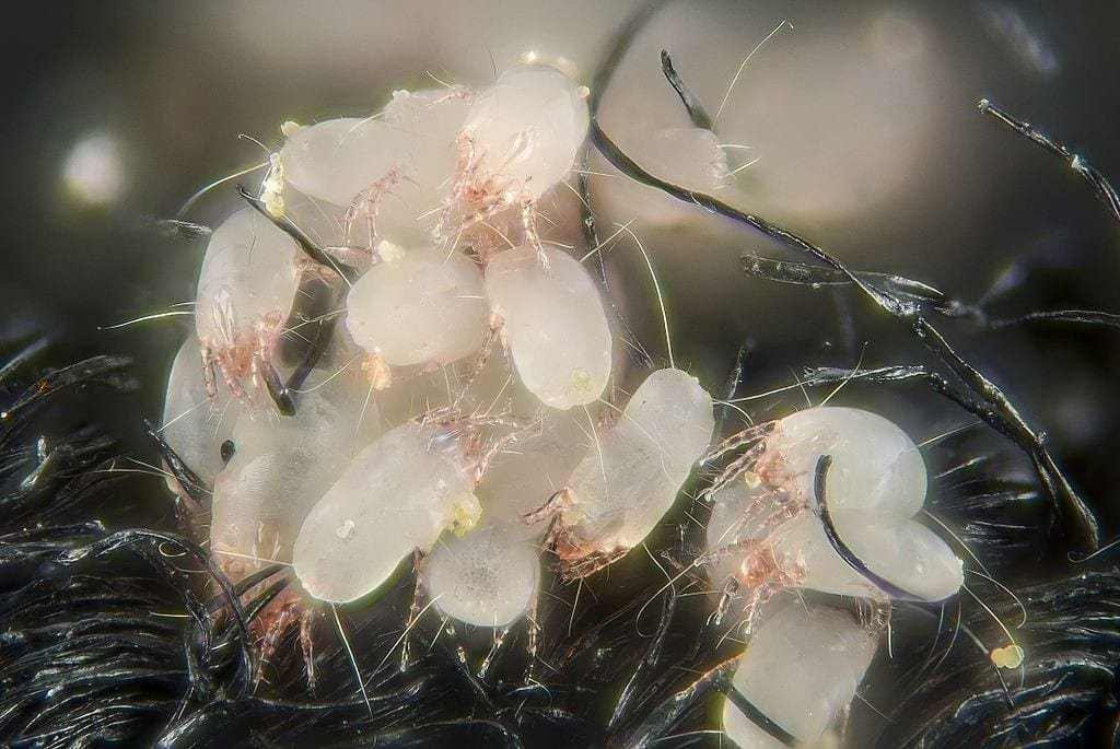 Agregado de ácaros del polvo doméstico (Dermatophagoides pteronyssinus)