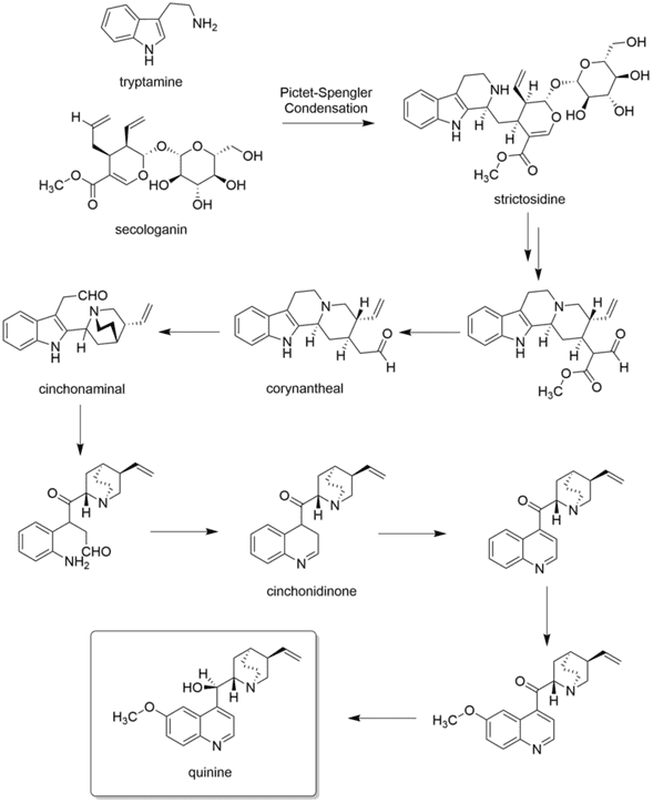 Pasos de la biosíntesis de la quinina
