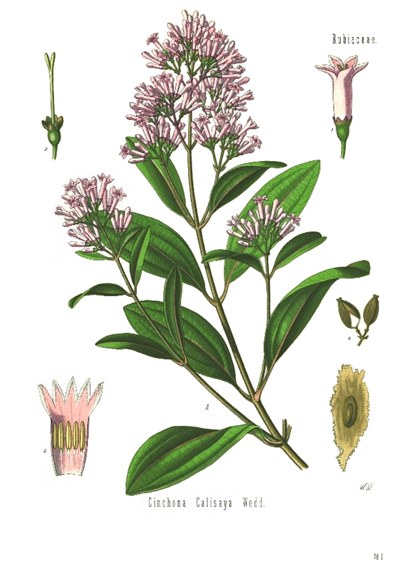 Ilustración de la Cinchona calisaya del siglo XIX