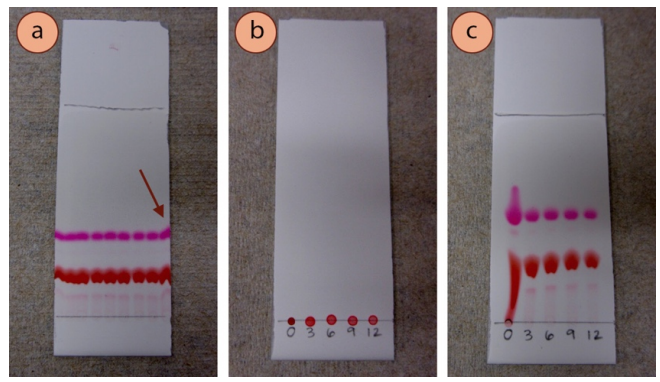 Figura 3: a) Muestra de colorante alimentario rojo manchada muchas veces, con una flecha que indica el arrastre de la muestra en los bordes, b) Muestras de colorante alimentario rojo diluido en diferentes diluciones - antes de la elución, c) después de la elución.