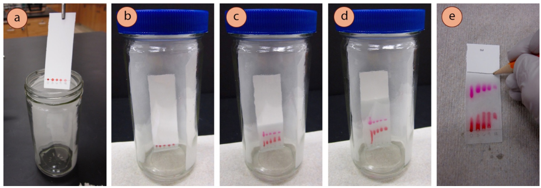 Figura 5: a) Usando unas pinzas para colocar la placa de TLC en la cámara, b-d) Elución, e) Marcando la línea del disolvente con un lápiz.