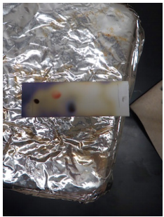 Figura 2: Uso de una placa t&eacute;rmica para desarrollar tinciones.
