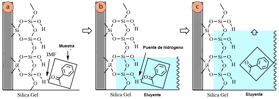 Figura 3: Diagramas estructurales de compuestos unidos a una placa de TLC recubierta de sílice (vista lateral). En realidad, la capa de sílice es mucho más gruesa de lo que se muestra (0,25mm de polvo), y la superficie es más porosa y desigual de lo que se supone. a) Acetofenona sembrada en la línea de base de la placa de TLC, b) Eluyente subiendo por la placa de TLC, c) Acetofenona en la fase móvil después de romper sus IMF con la superficie de sílice.