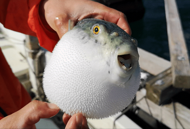 Pez fugu o globo, fuente de tetrodotoxina, clave para el fenómeno zombie