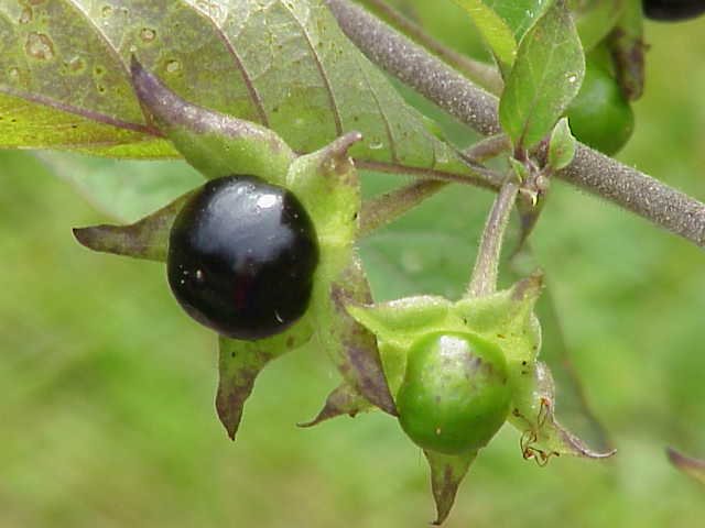 Las Bayas venenosas de la belladona (Atropa belladonna)