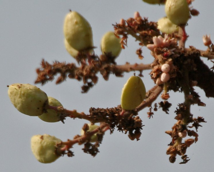 Incienso indio o Salai Boswellia serrata en el Santuario de Vida Silvestre de Kinnerasani, Andhra Pradesh, India.