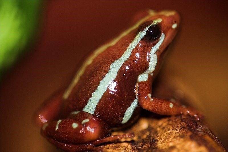 Epipedobates anthoniyi