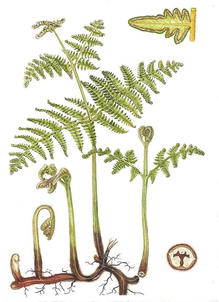 Báculos, frondas, rizomas de helecho Pteridium