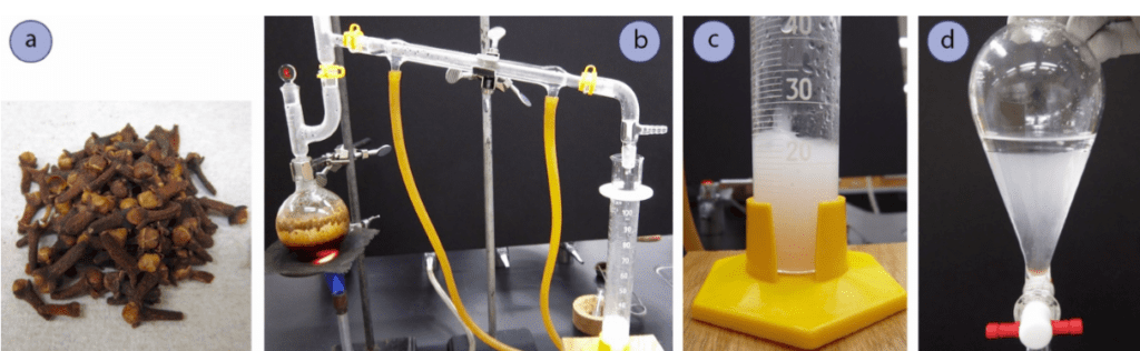 Figura 3: a) Clavo entero, b) Destilación al vapor del clavo, c) Destilado lechoso compuesto de aceite y agua, d) Utilización de la extracción para separar el aceite del agua.