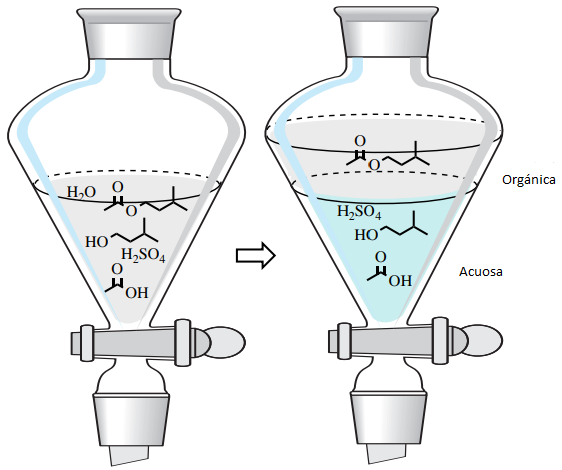 Figura 6: Extracción con agua y un disolvente orgánico para aislar el acetato de isopentilo de la mezcla de reacción.