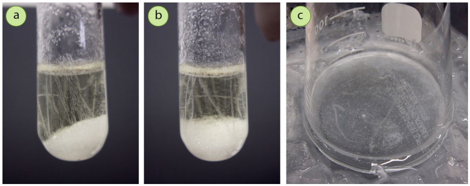 Figura 9: Líneas de cristales observadas en las etapas iniciales de crecimiento de los cristales, originadas en el lugar donde se rayó el vidrio: a+b) N-bromosuccinimida cristalizando del agua, c) Acetanilida cristalizando del agua.