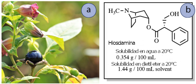 Figura 1: a) Planta de la belladona (foto de dominio público de pixabay.com), b) Datos de solubilidad de la hiosciamina.