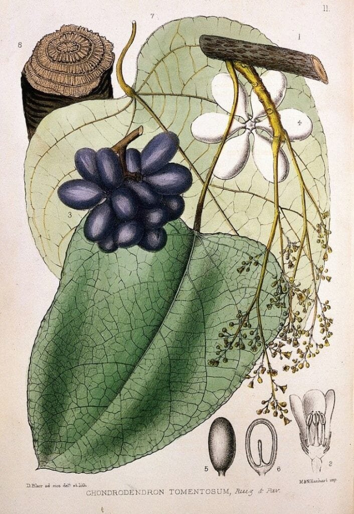 Chondrodendron tomentosum, principal planta de origen del curare y principal fuente de D-tubocurarina (DTC), el alcaloide que constituye el curare medicinal.