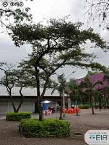 Árbol de Myroxylon balsamum. Imagen cortesía de Catálogo virtual de flora del Valle de Aburrá