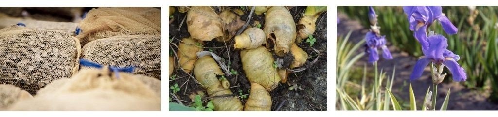 A la derecha, un campo de iris Pallida, luego los rizomas y a la izquierda el secado en sacos de yute.
