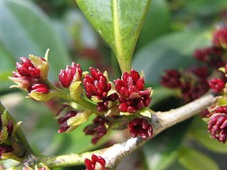 Detalle de Distylium racemosum, donde se encontró la brasinolida
