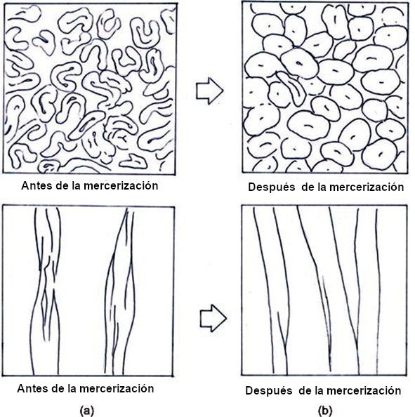 Dibujo de las fibras de algodón antes y después del mercerizado