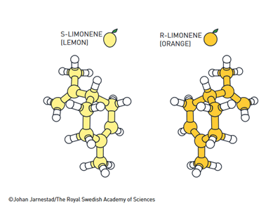 Muchas moléculas existen en dos variantes, en las que una es la imagen especular de la otra. A menudo tienen efectos completamente diferentes en el organismo. Por ejemplo, una versión de la molécula de limoneno tiene olor a limón, mientras que su imagen especular huele a naranja.