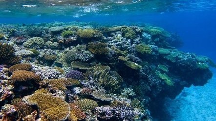 El sulfuro de dimetilo o dimetilsulfuro es uno de los componentes del olor característico del mar