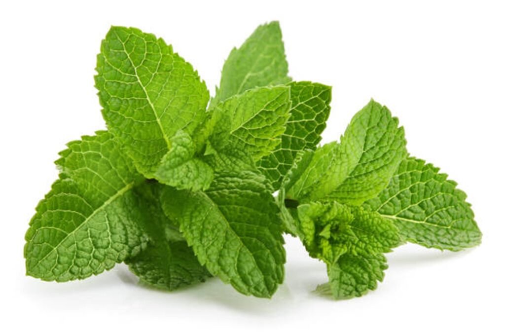 Hojas de Mentha spicata