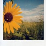 Una toma de muestra de la película Polaroid Tipo 600, ISO 640, color, 2009