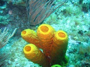 Halichondria okadai