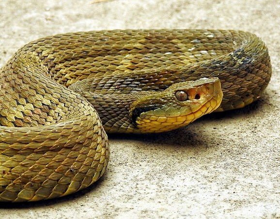 Bothrops jararaca