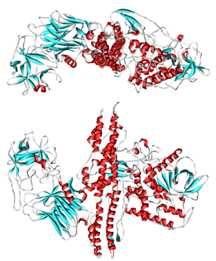 Modelo de cinta 3d de la neurotoxina botulínica serotipo A (botox) de PDB 3BTA