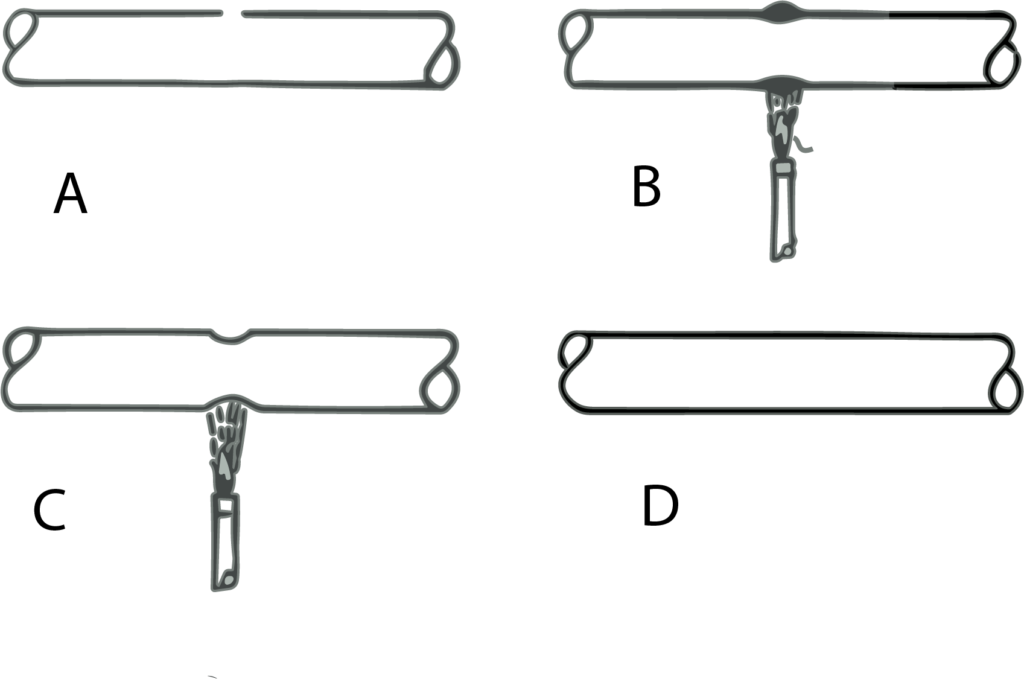 Fig 1. Técnica básica para la unión recta de dos tubos de vidrio