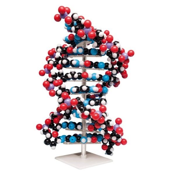 o molecular del ADN