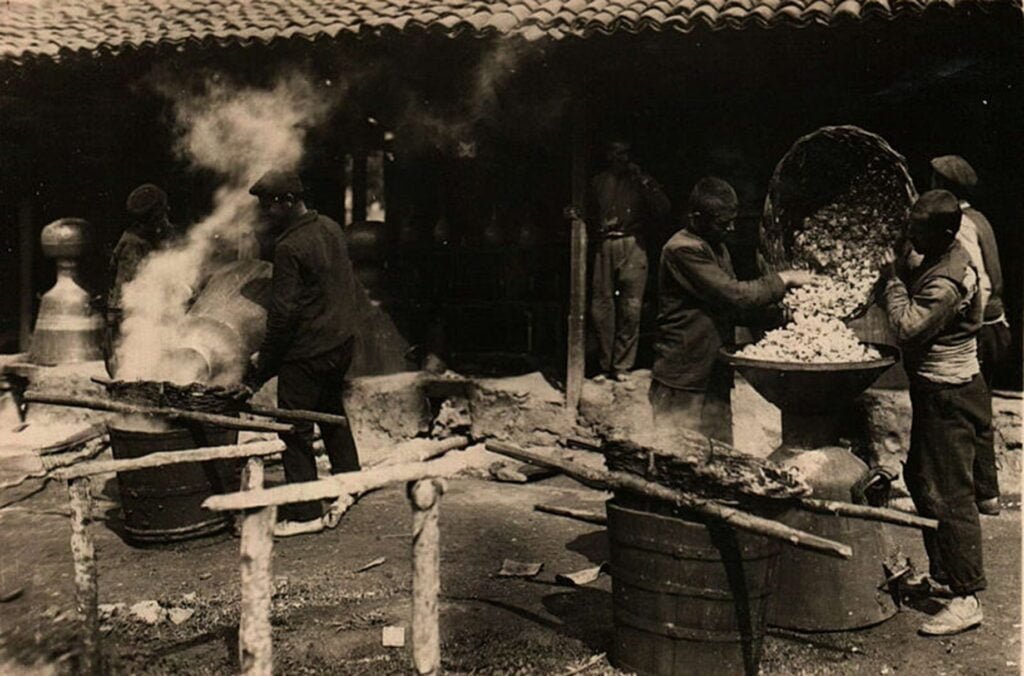 Fotograf&iacute;a de la extracci&oacute;n de aceite esencial de Rosa &times; damascena en Bulgaria, principios del siglo XX