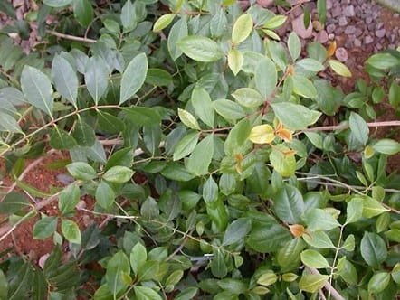 Planta de Catha edulis