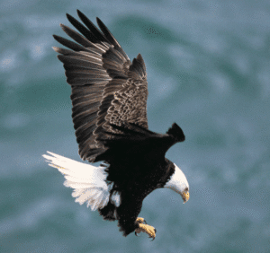 Águila calva, una de las especies más afectadas